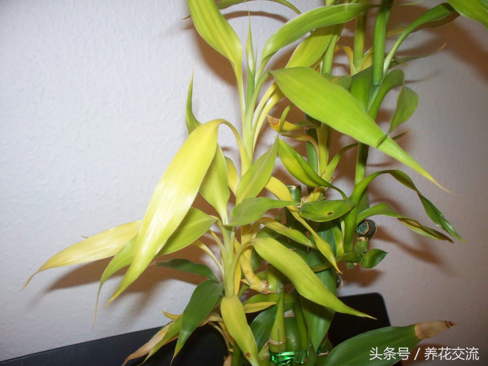 富贵竹发黄的原因及解决方法,富贵竹茎叶发黄怎么办