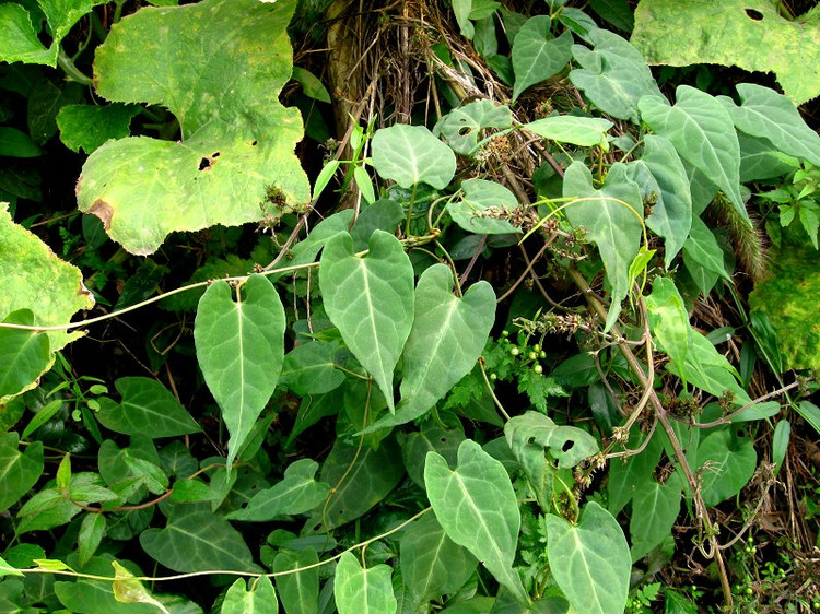 农村常见的中草药有哪些品种,农村常见100种中草药