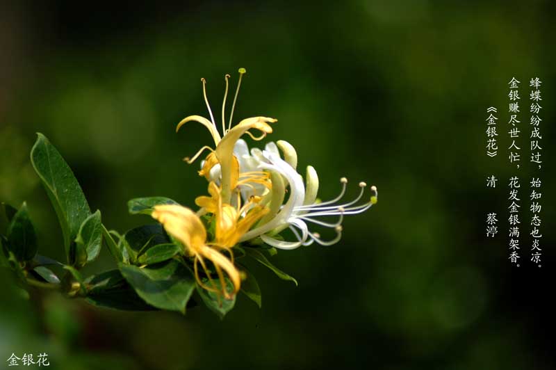 农村常见的中草药有哪些品种,农村常见100种中草药