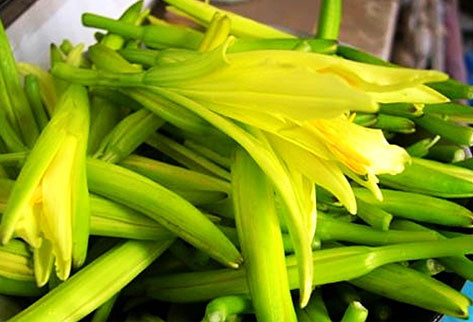 农村常见的中草药有哪些品种,农村常见100种中草药