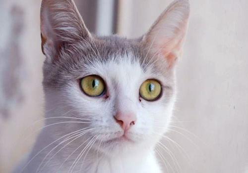 猫咪贫血能吃补铁液吗,猫咪补血药可以稀释喂吗