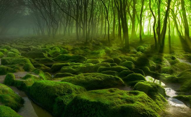 最新的环保葬法,世界上最无污染的处理遗体的方法