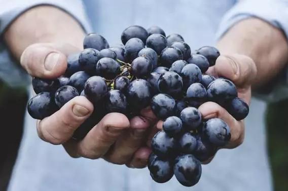 入门须知最常见的葡萄酒五大误区,一些你不知道的葡萄酒小知识