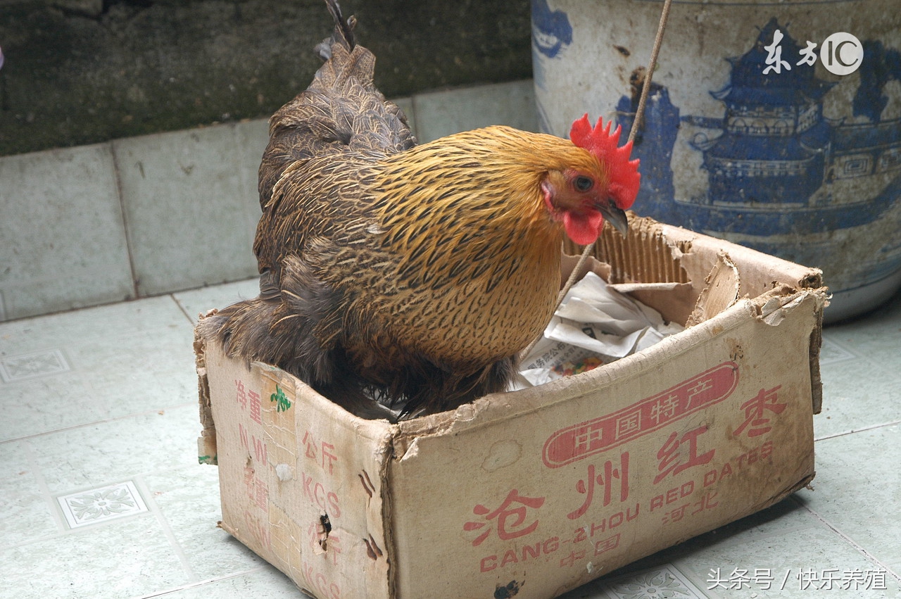 母鸡抱窝怎么让它醒窝,抱窝母鸡催醒后多久会下蛋