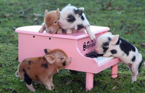 什么宠物最可爱又好养,你见过的宠物是什么