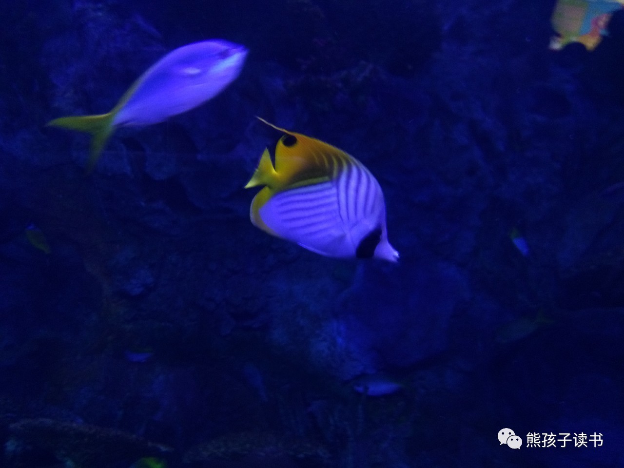 最近珠海长隆海洋王国一日游攻略,自驾游珠海长隆海洋王国一天游