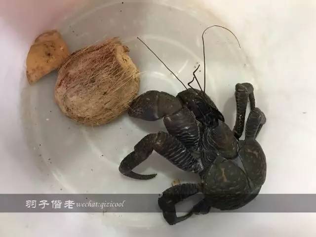 帕劳的旅游时长是多少,帕劳旅游找哪个旅行社