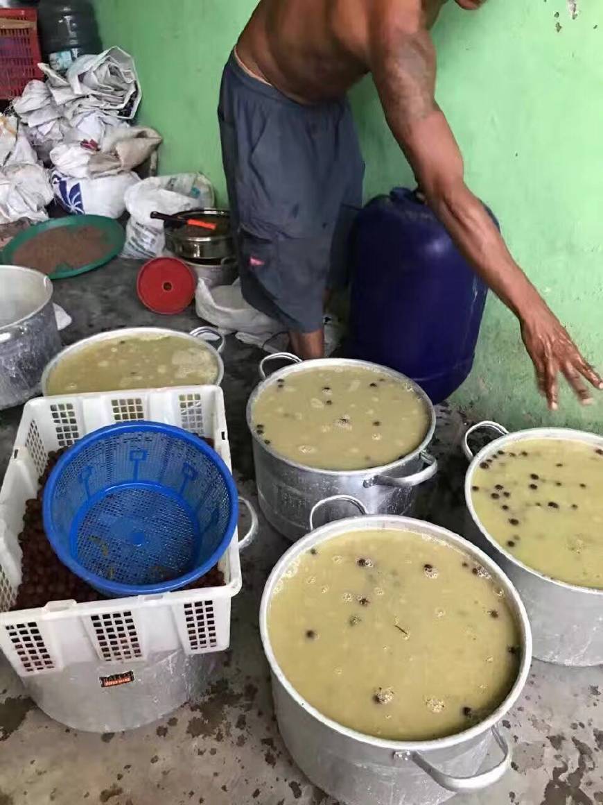 金刚菩提怎么区分大小金刚,红皮金刚菩提和黄皮金刚菩提