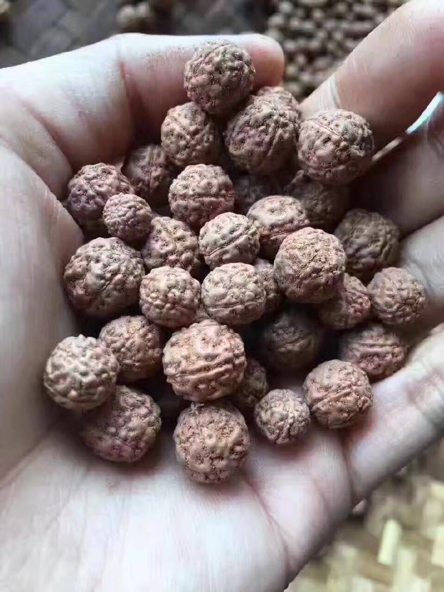 金刚菩提怎么区分大小金刚,红皮金刚菩提和黄皮金刚菩提