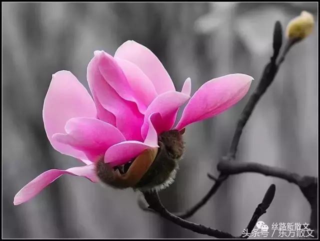 药王谷野山花径,药王谷的大花树是什么树