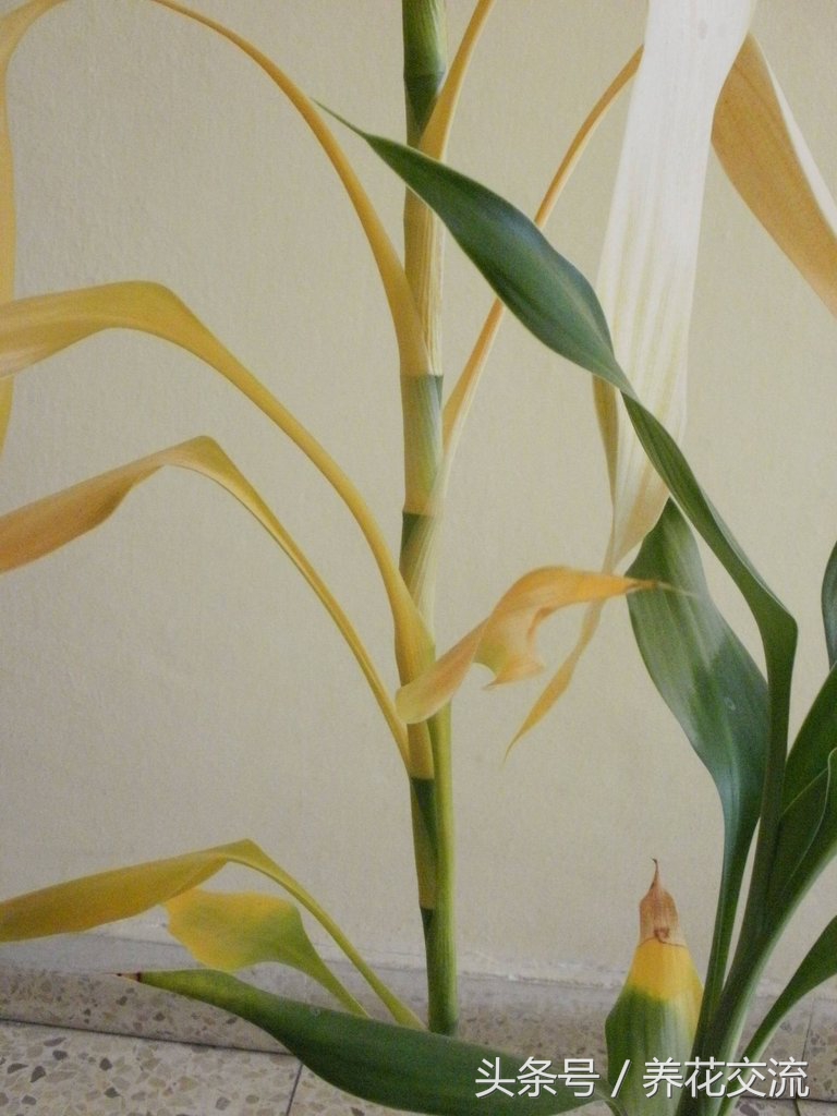 富贵竹发黄的原因及解决方法,富贵竹茎叶发黄怎么办