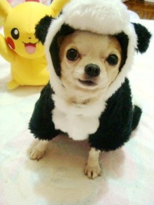 新手养狗须知疫苗,养狗须知