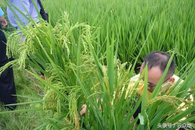 稻田杂草怎么治疗,稻田顽固杂草