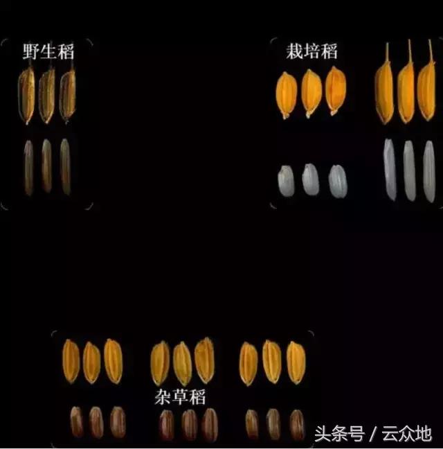 稻田杂草怎么治疗,稻田顽固杂草