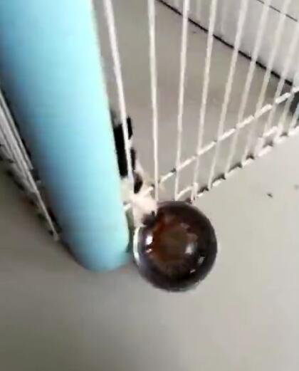 判断哈士奇是不是纯种的方法,很简单很实用