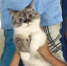 猫咪贴面膜,给猫咪敷面膜