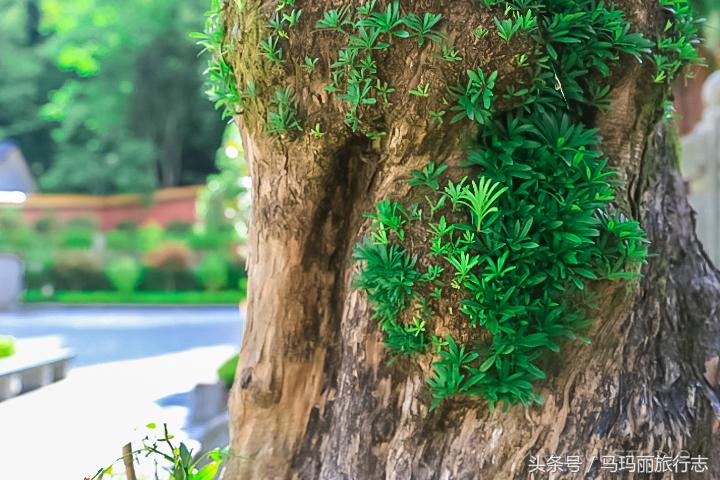 雍正乾隆柏林寺,雍正乾隆上方寺