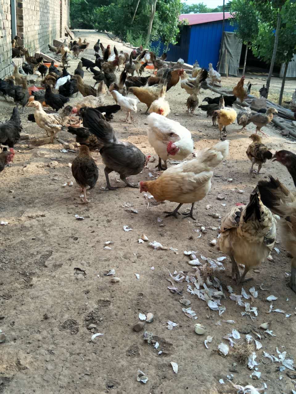 大蒜乌骨鸡,大蒜公鸡