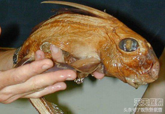 世界十大不可思议生物,十大未知神秘生物