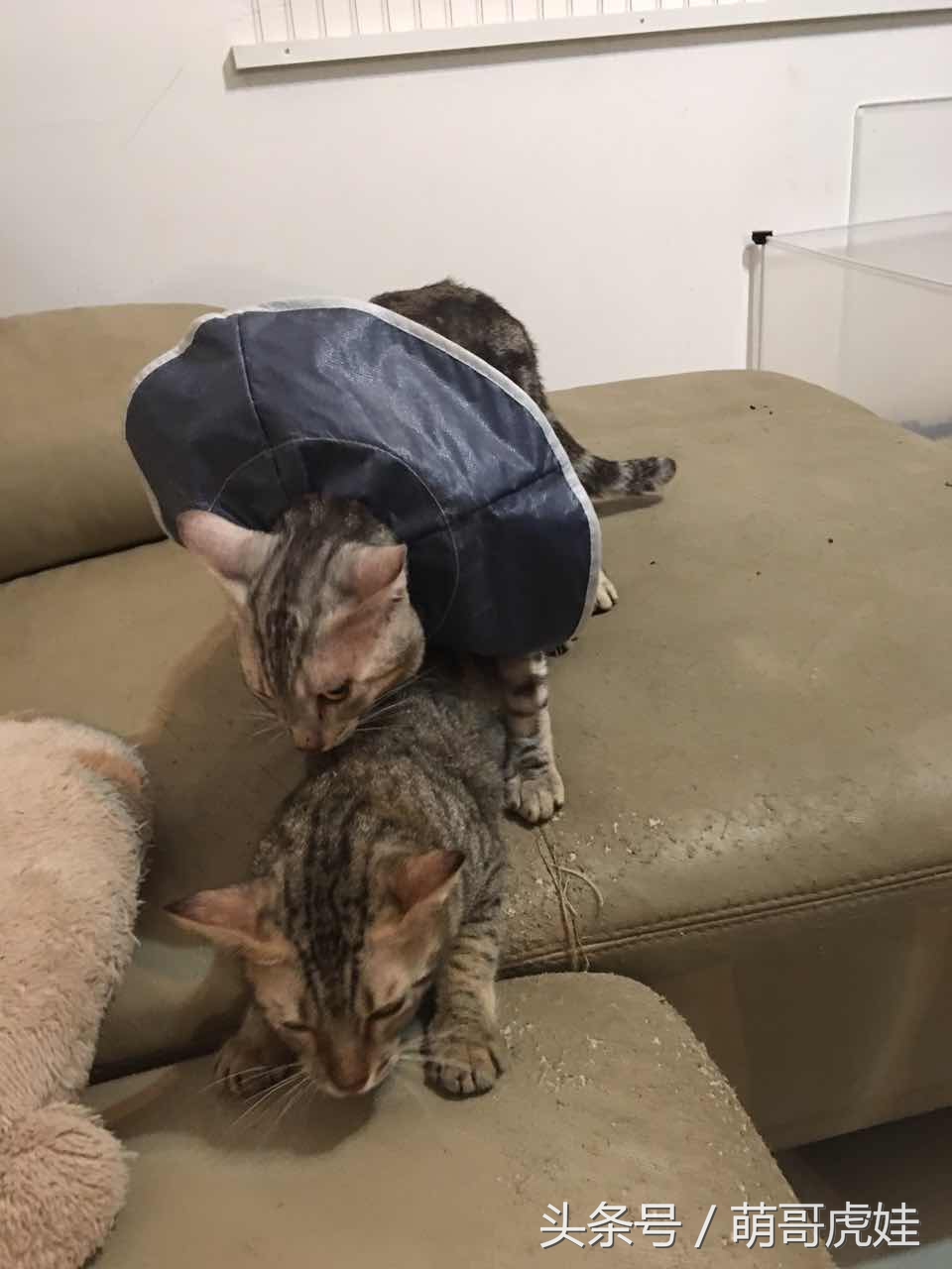 喵星人睡觉懒散,猫咪睡得太死叫不醒正常吗