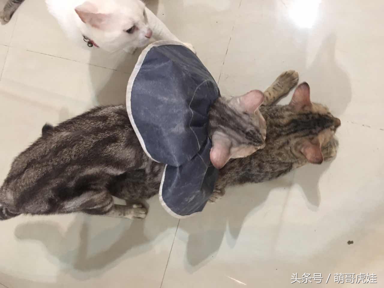 喵星人睡觉懒散,猫咪睡得太死叫不醒正常吗