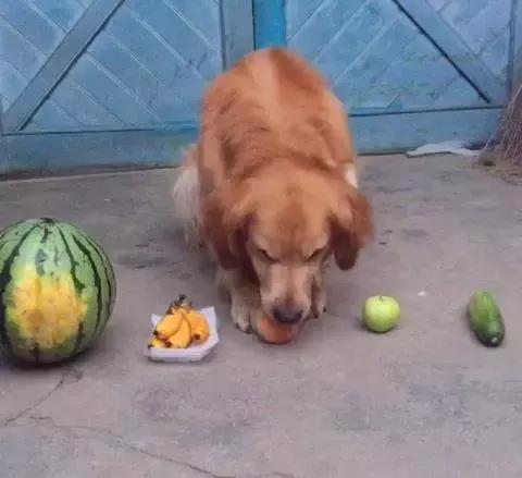 金毛犬的智商有多高,金毛犬智商有多高