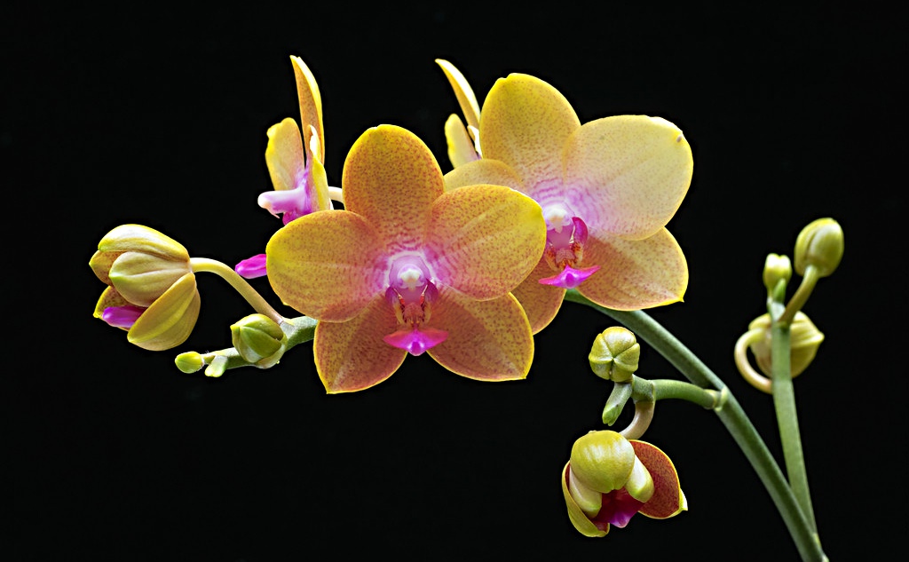 女子顺走天价花,女子顺走50万彩礼