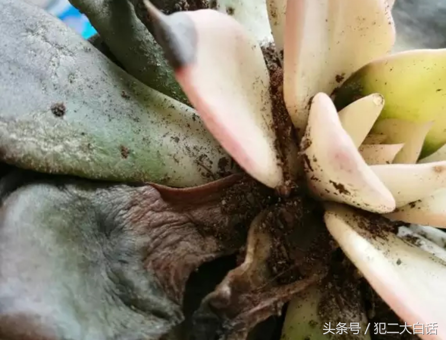 解密!识破药锦!如此简单!犯二多肉养成计划第十篇!