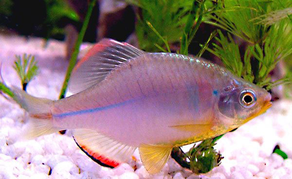 水生生物有哪些简单常见,水生常见生物