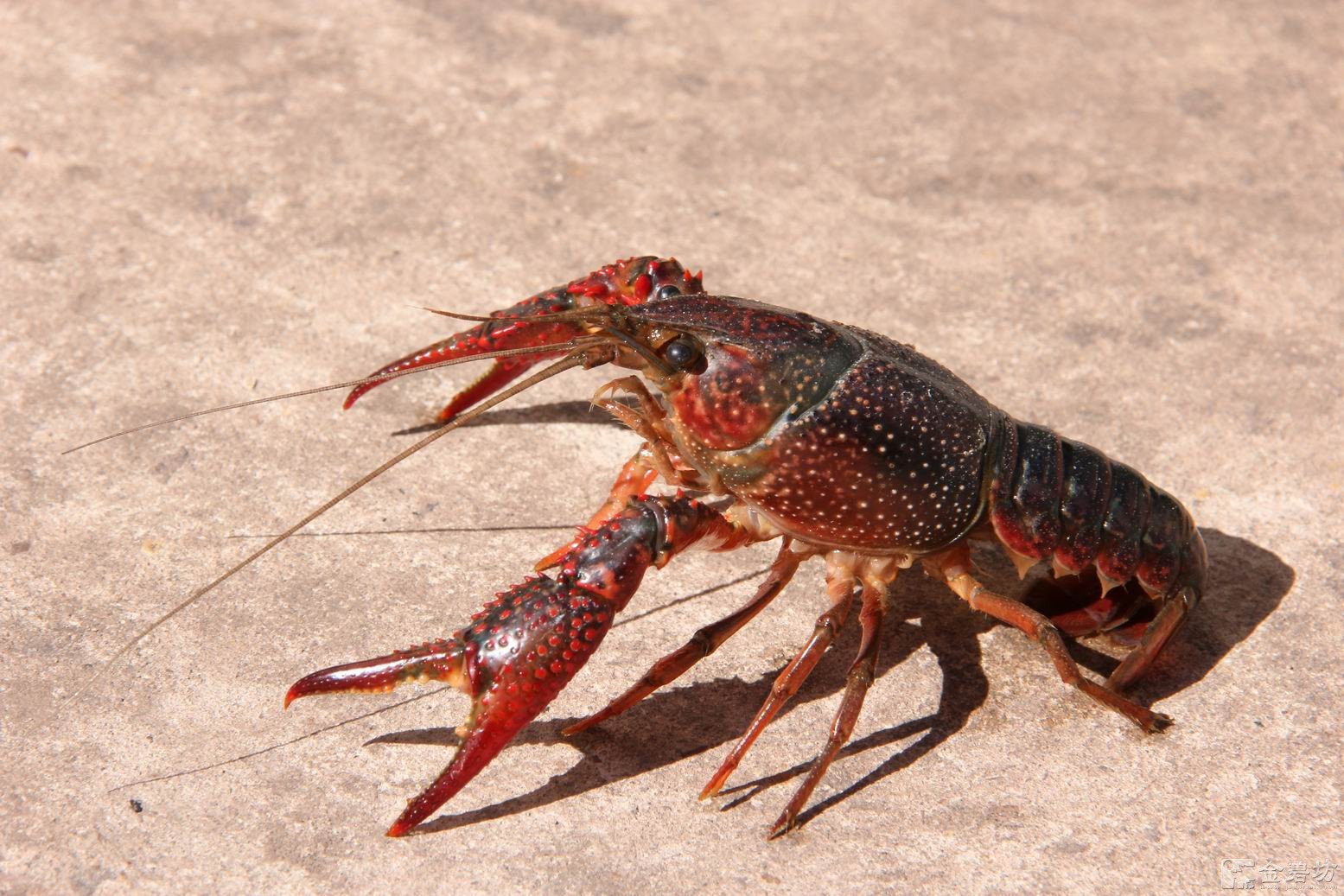 水生生物有哪些简单常见,水生常见生物