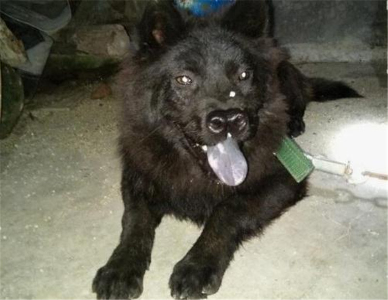 农家庭院偶遇一只“极品神犬”，黑面獠牙，虎头狮面，可惜叫不出名字