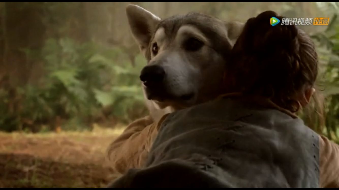 权力的游戏冰原狼是什么品种,权力的游戏史塔克一家都怎么死的