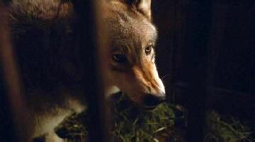 权力的游戏冰原狼是什么品种,权力的游戏史塔克一家都怎么死的