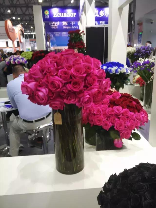 月季玫瑰蔷薇的识别特征,认识蔷薇玫瑰月季