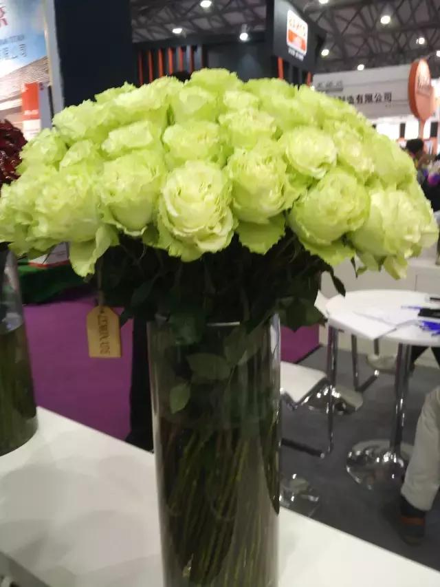 月季玫瑰蔷薇的识别特征,认识蔷薇玫瑰月季