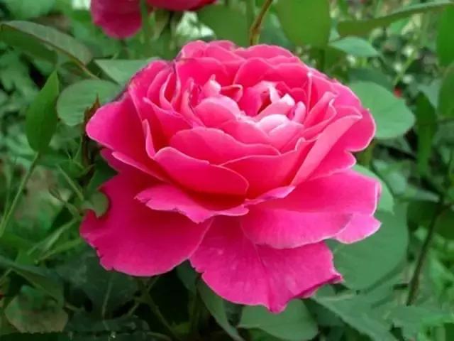 月季玫瑰蔷薇的识别特征,认识蔷薇玫瑰月季