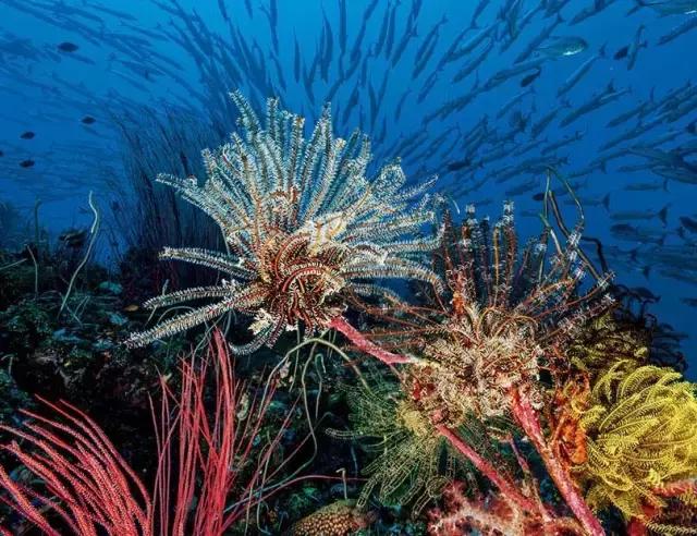 海底是个什么什么的世界,海底是个怎样的世界它有什么秘密