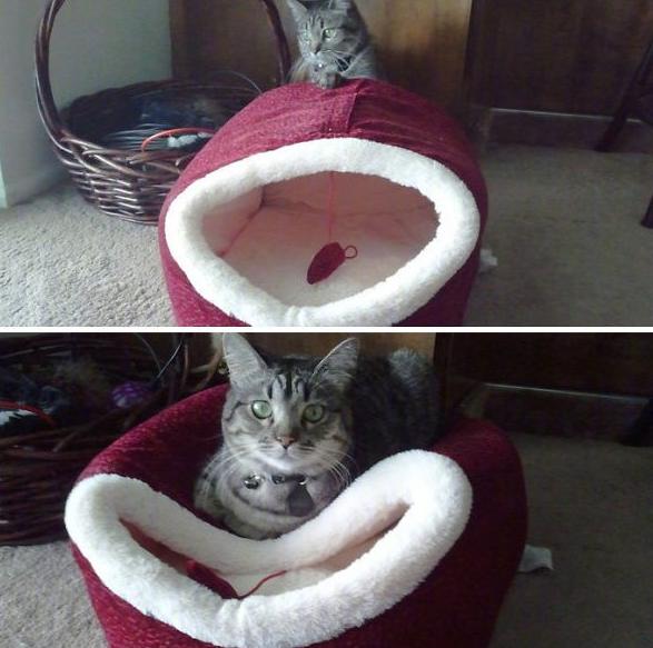 喵星人那些匪夷所思的瞬间,盘点喵星人的无语时刻合集