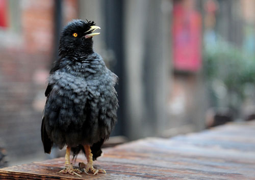 八哥飞到身上吉祥吗,八哥飞到野外能活吗