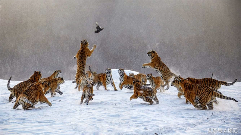 老虎的故乡在河南，“全球老虎日”想起它们：家还在，虎没了