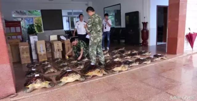 玳瑁壳跟乌龟壳是一样的吗,玳瑁是海龟的壳吗