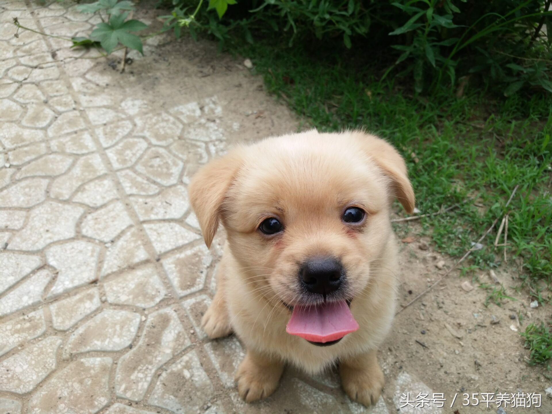 我和我的狗子们:养狗人的心醉幸福二三事儿