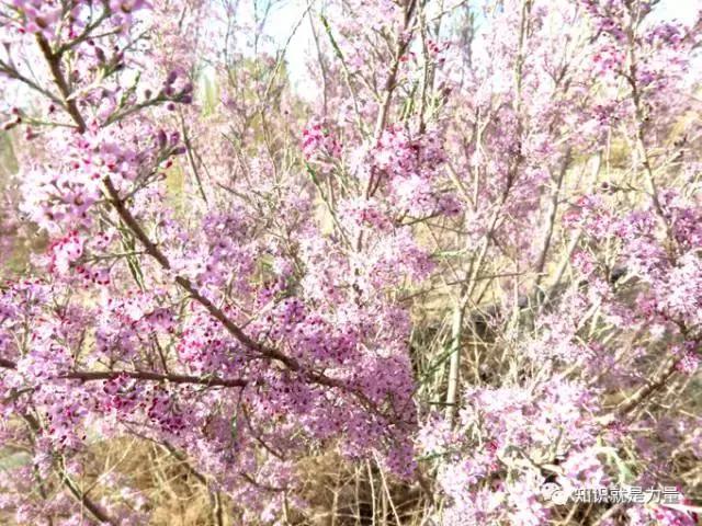 塔克拉玛干沙漠的植物有哪些,塔克拉玛干沙漠特殊的植物