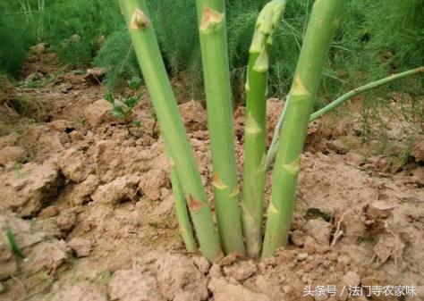 新鲜的芦笋种植技术,芦笋到底为什么被誉为蔬菜之王