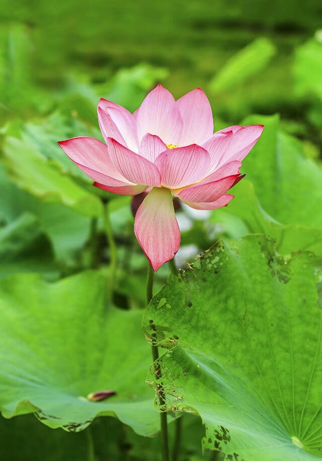 金姑娘昌吉,金姑娘牡丹