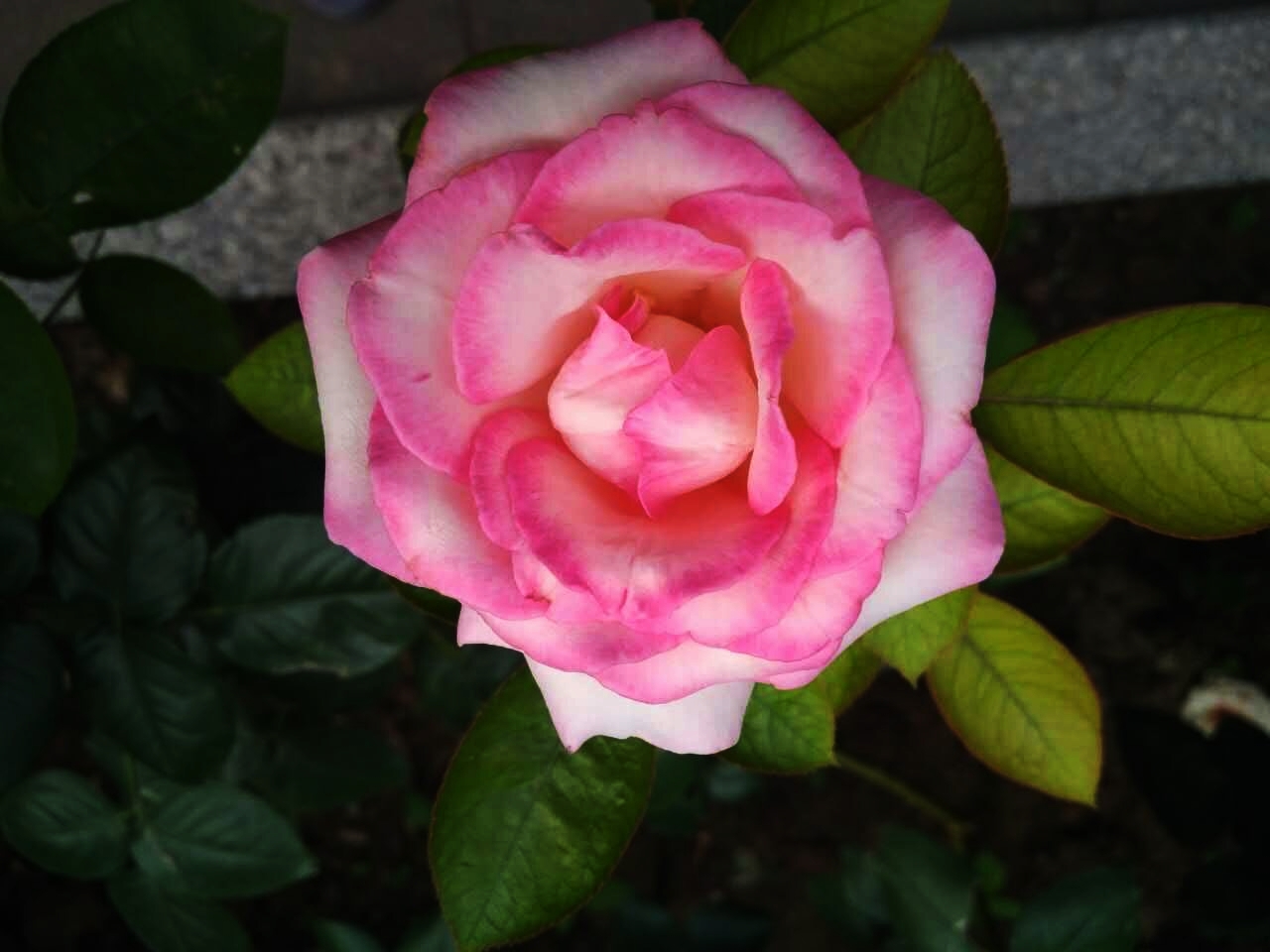 金姑娘昌吉,金姑娘牡丹