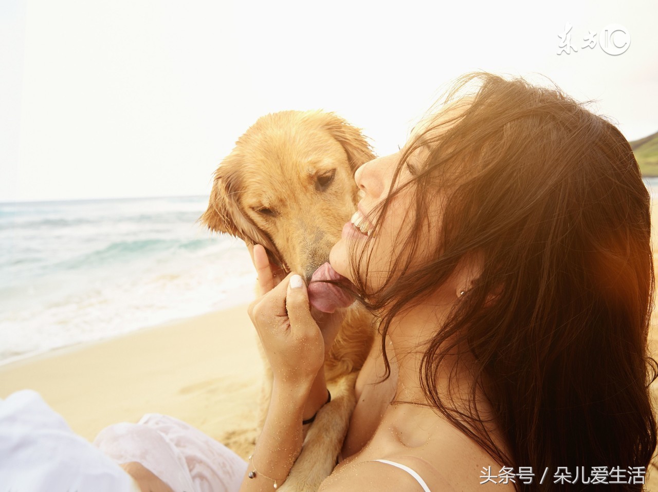 你的狗狗知道你喜欢什么吗,狗狗舔你的原因你不一定知道