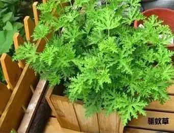 驱蚊草天竺葵怎么养殖,驱蚊草香叶天竺葵对猫咪有害吗