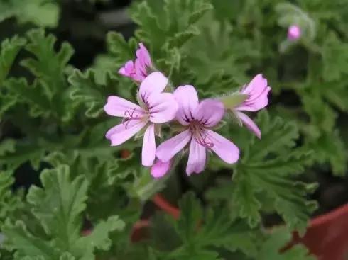 驱蚊草天竺葵怎么养殖,驱蚊草香叶天竺葵对猫咪有害吗