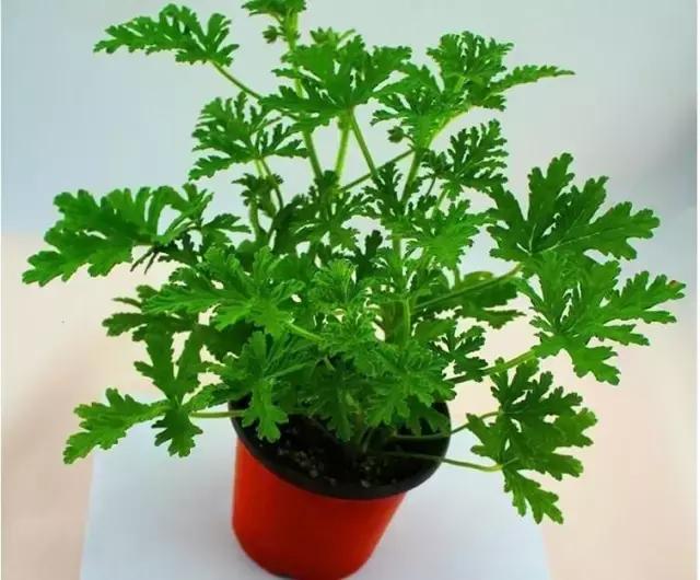 驱蚊草天竺葵怎么养殖,驱蚊草香叶天竺葵对猫咪有害吗